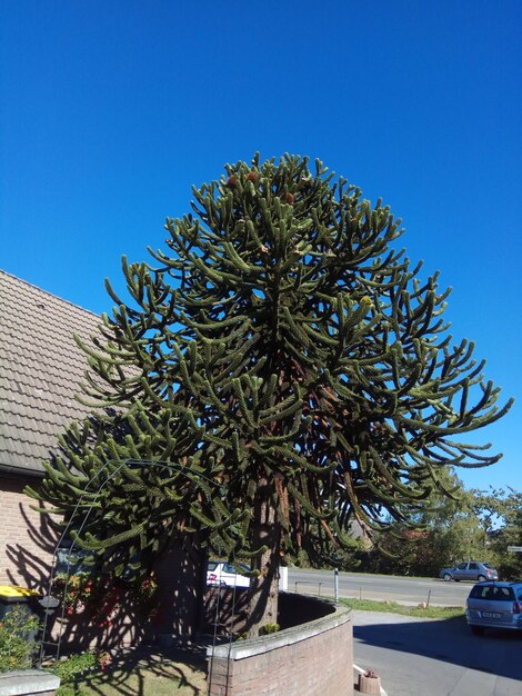 Foto albero costruito contro un cielo blu limpido