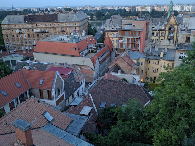 Дерево по городскому пейзажу в сумерках