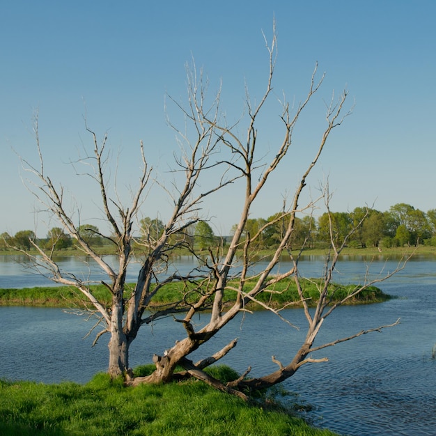 Фото Дерево у озера на фоне голубого неба