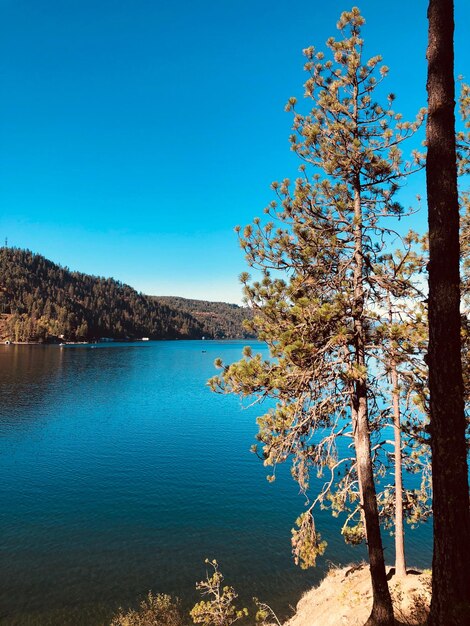 Tree by lake against clear blue sky