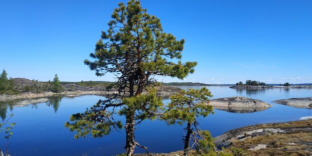 Tree by lake against clear blue sky