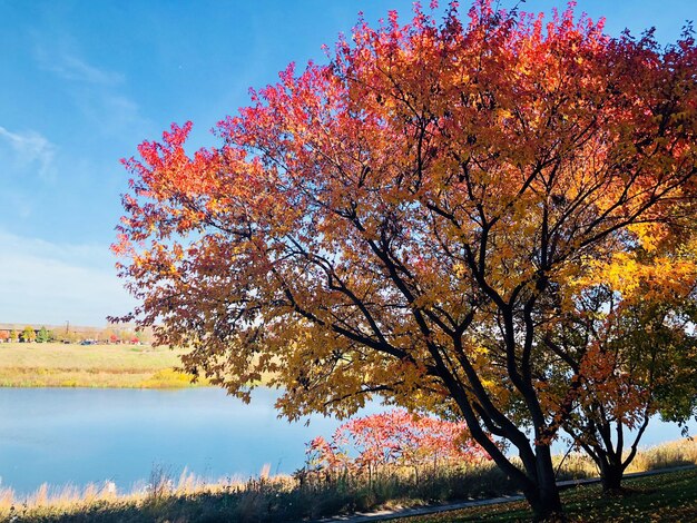 Photo tree by lake against sky during autumn