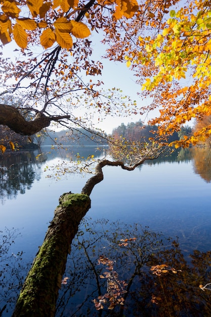 Foto albero accanto al lago contro il cielo durante l'autunno