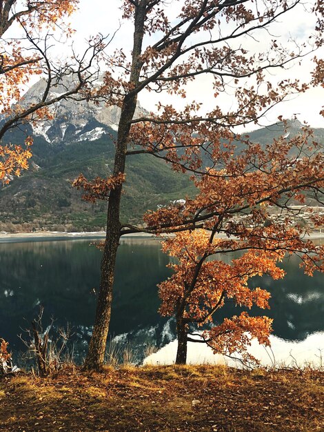 사진 가을 에 하늘 을 배경 으로 호수 에 있는 나무