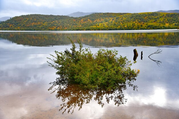 Foto albero vicino al lago contro il cielo