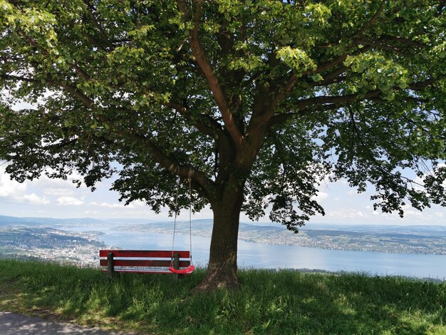 Photo tree by lake against sky