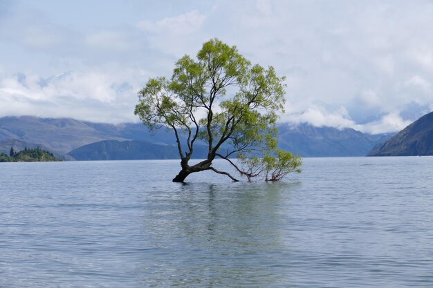 Photo tree by lake against sky