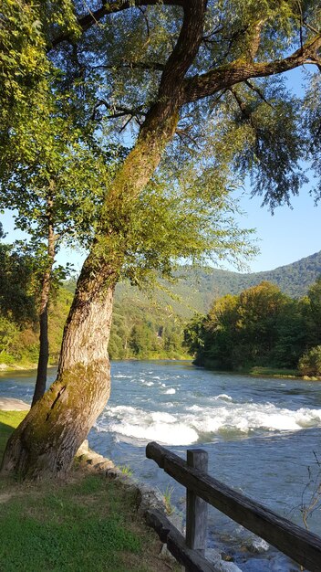 Foto albero vicino al lago contro il cielo