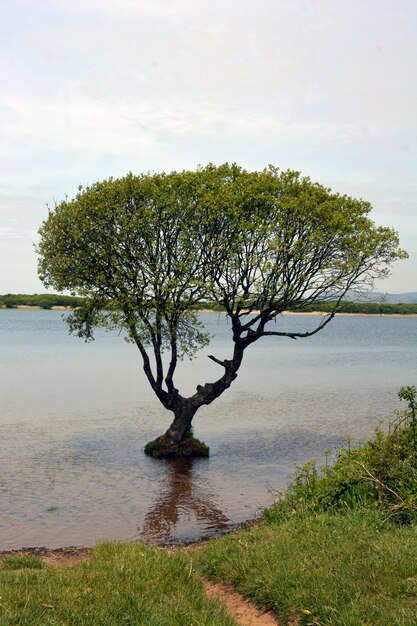 Photo tree by lake against sky