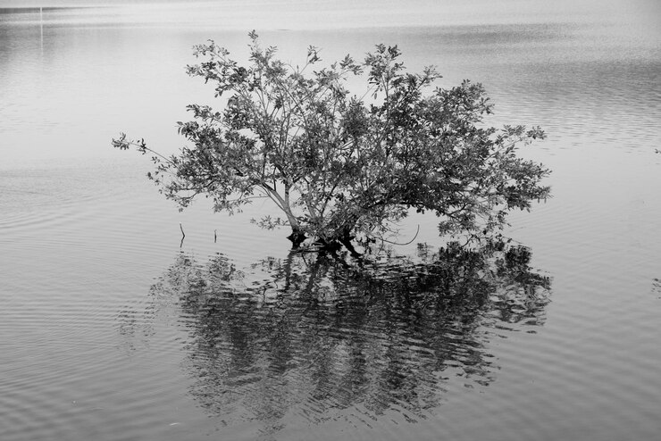 Photo tree by lake against sky