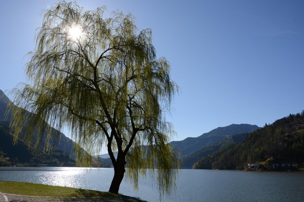 Tree by lake against sky