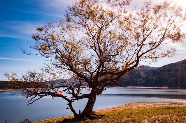 Photo tree by lake against sky