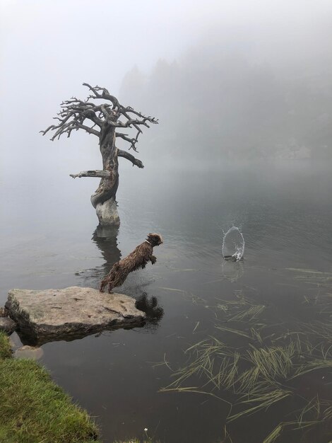 Foto albero vicino al lago contro il cielo