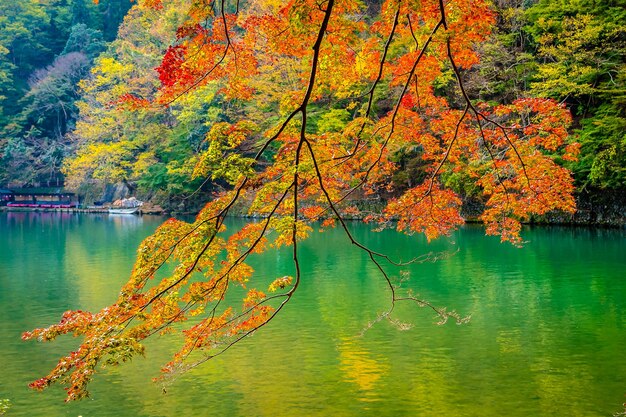 写真 秋の湖のそばの木