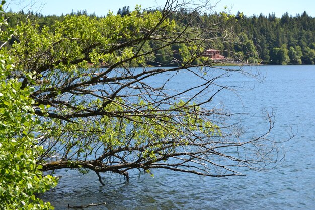 Tree by lake in forest against sky