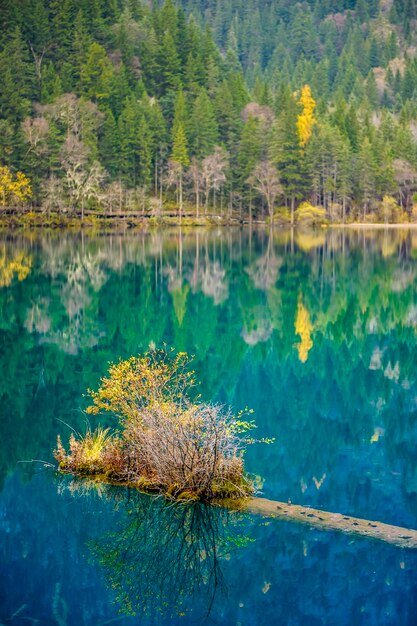 Foto albero per lago nella foresta