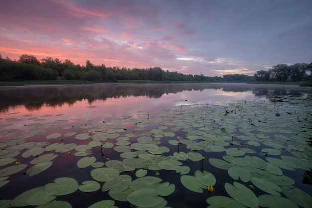 tree by the lake and water lilies