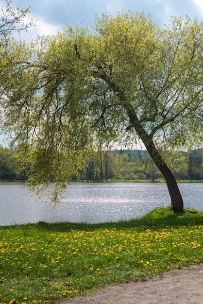 A tree by the lake with dandelions on the grass