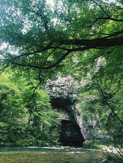 Tree by river in forest