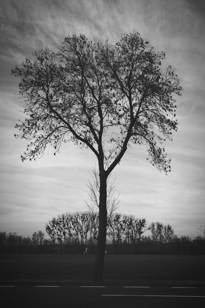 Photo tree by road on field against sky