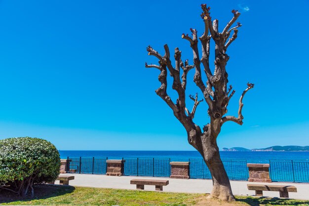 Foto albero sul mare contro un cielo blu limpido