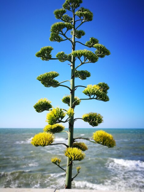 Photo tree by sea against clear blue sky