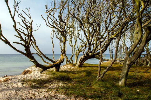 Foto albero sul mare contro un cielo limpido