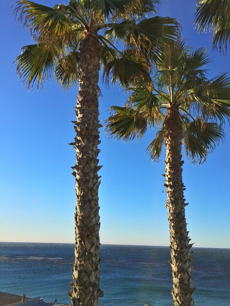 澄んだ空に沿って海の木