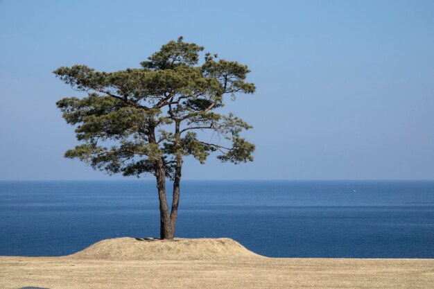 写真 澄んだ空に照らされた海の向こうの木