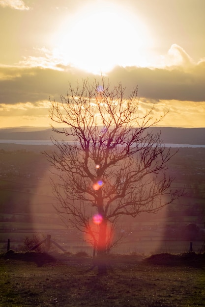 Foto albero sul mare contro il cielo durante il tramonto