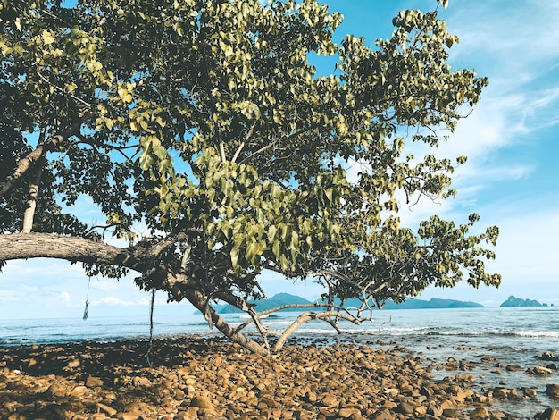 Foto albero sul mare contro il cielo