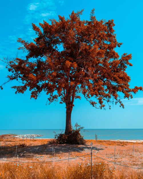 Tree by sea against sky