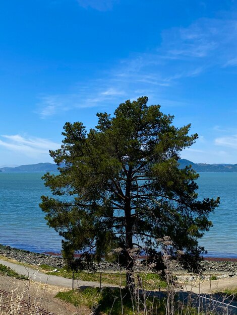 Tree by sea against sky