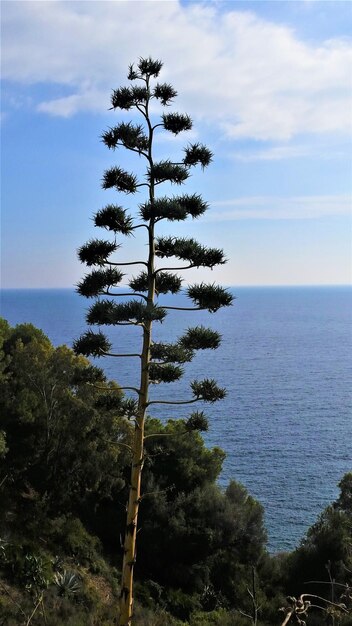 Foto albero sul mare contro il cielo