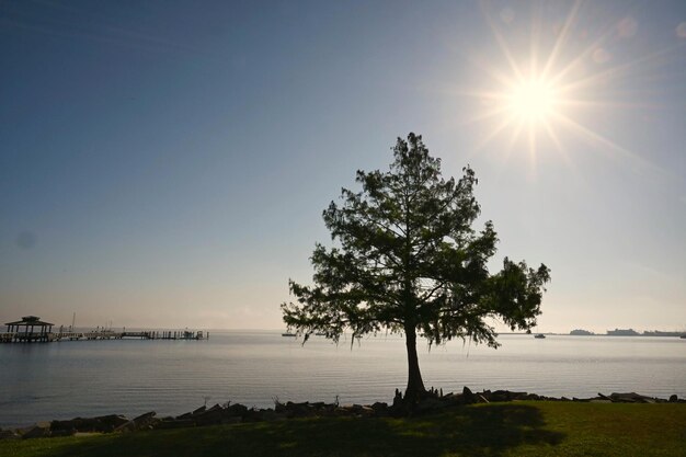 Tree by sea against sky