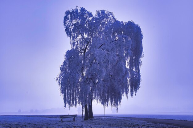 Tree by sea against sky