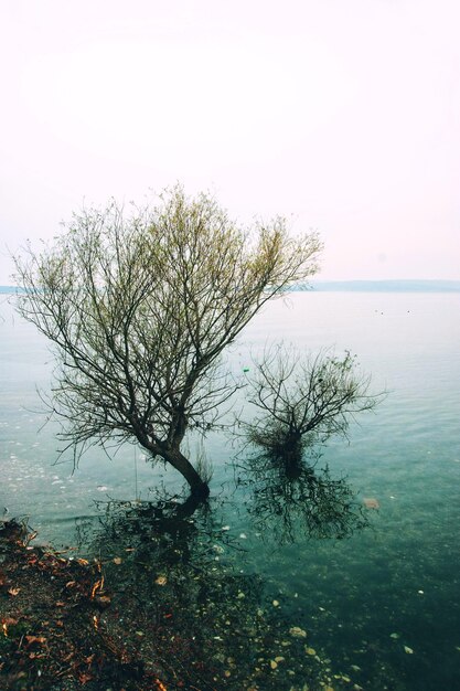 Photo tree by sea against sky