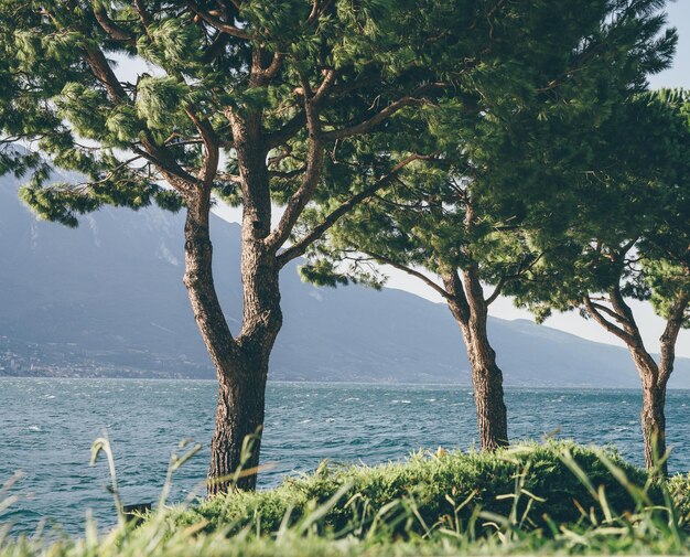 Foto albero sul mare contro il cielo