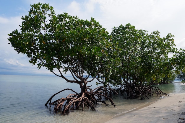 Foto albero sul mare contro il cielo