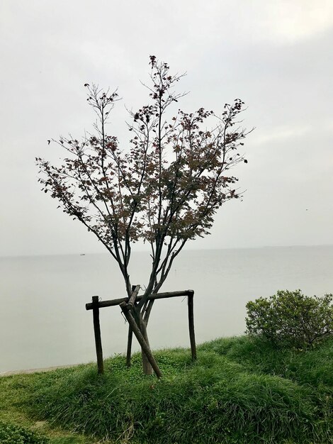 Tree by sea against sky