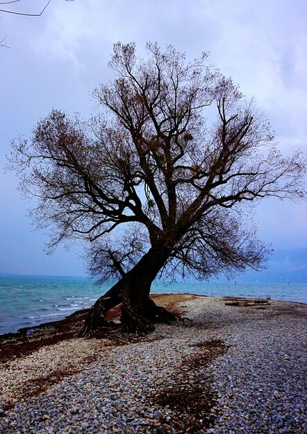 Tree by sea against sky