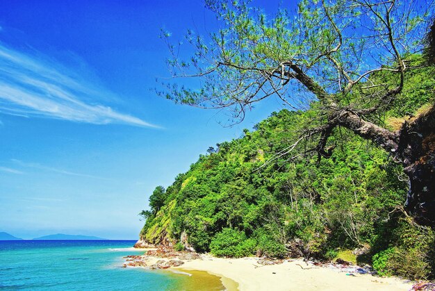 Foto albero sul mare contro il cielo