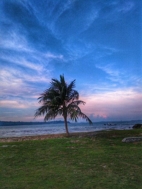 Tree by sea on field against sky