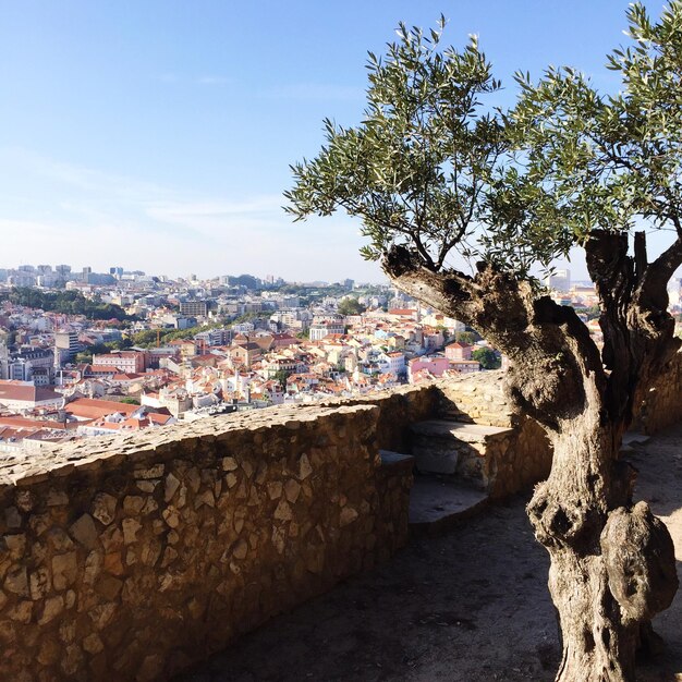 Tree by stone wall against cityscape