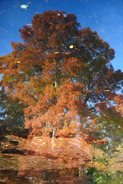 Foto albero vicino all'acqua contro il cielo