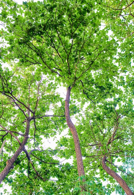 The tree canopy is a tree that is a tree that is a tree that is a tree that is a tree that is a tree that is a tree that is a tree that is a tree