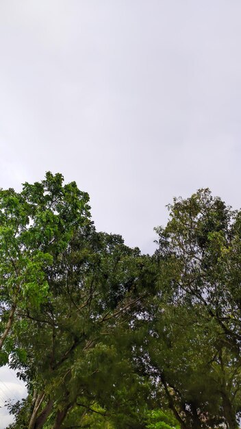 Tree canopy with clouds above