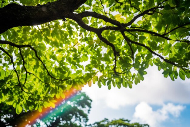 Photo tree canopy with a rainbow in the background