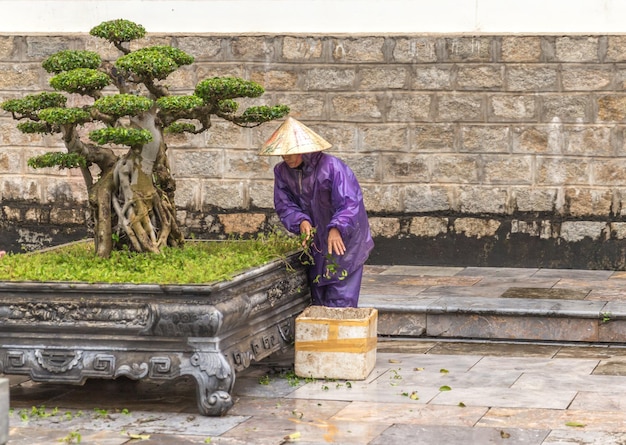 Tree care worker works at park in vietnam