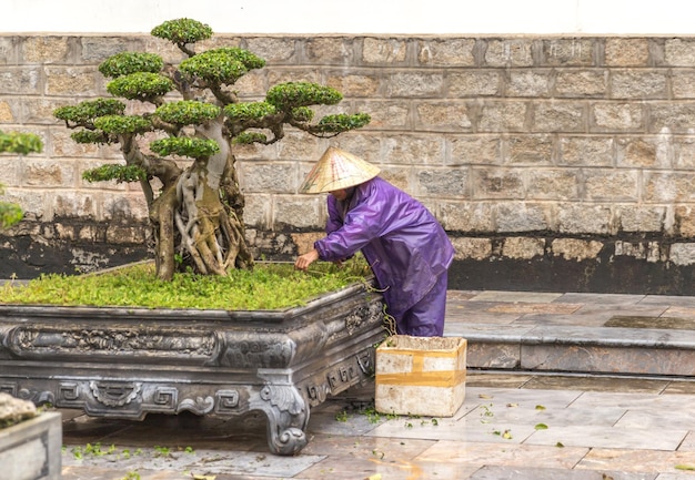 Tree care worker works at park in vietnam